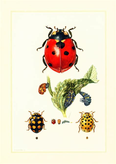 ladybug illustration vintage